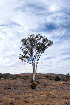 A lone tree stands tall against a partly cloudy sky in the Flinders Ranges, South Australia.
