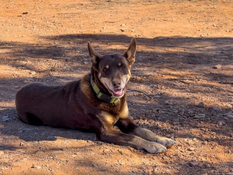 Australian Kelpie lying on the ground, enjoying the sunny day in Ikara Flinders Ranges.