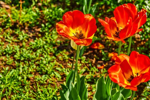 a bulbous spring flowering plant of the lily family, with boldly colored cup shaped flowers