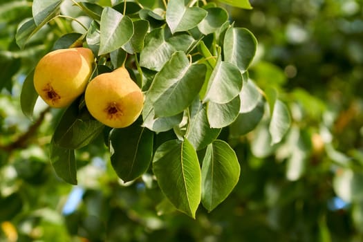 a yellowish or brownish-green edible fruit that is typically narrow at the stalk and wider toward the base, with sweet, slightly gritty flesh