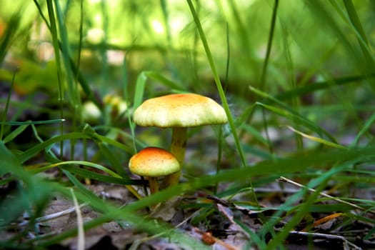 a fungal growth that typically takes the form of a domed cap on a stalk, with gills on the underside of the cap.