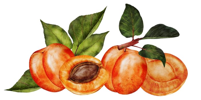 Apricot watercolor. Juicy composition hand drawing of ripe fruit. Clip art on isolated white background. Ideal for logo, tags, stickers for natural food and cosmetics stores. High quality photo