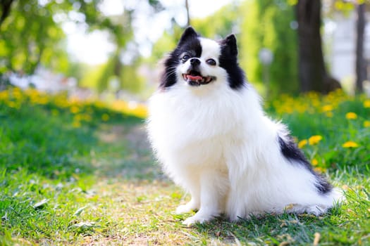 A smiling Pomeranian dog in the grass . Black and white pomeranian . A pet on a walk. Photo for the cover . Photo of an animal for printed products . Green grass in the park