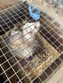 mink animals sit in a cage on a farm in a wooden house with a metal mesh on top