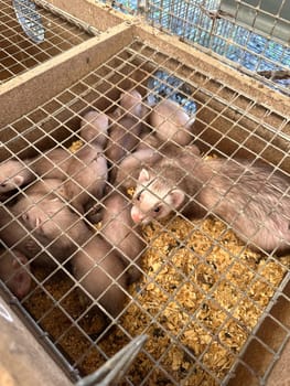 mink animals sit in a cage on a farm in a wooden house with a metal mesh on top