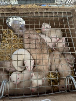 mink animals sit in a cage on a farm in a wooden house with a metal mesh on top