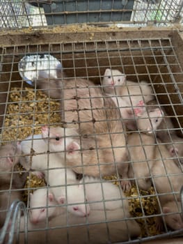 mink animals sit in a cage on a farm in a wooden house with a metal mesh on top