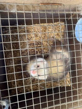 mink animals sit in a cage on a farm in a wooden house with a metal mesh on top