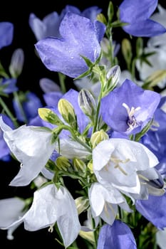 Beautiful Blooming peach-leaved bellflower or campanula on a black background. Flower head close-up.