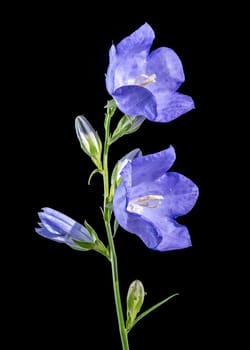 Beautiful Blooming blue bellflower or campanula on a black background. Flower head close-up.