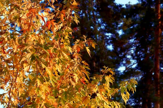 a tree or shrub with lobed leaves, winged fruits, and colorful autumn foliage, grown as an ornamental or for its timber or syrupy sap