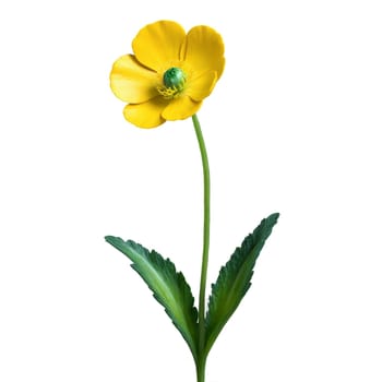 Flowers isolated on transparent background