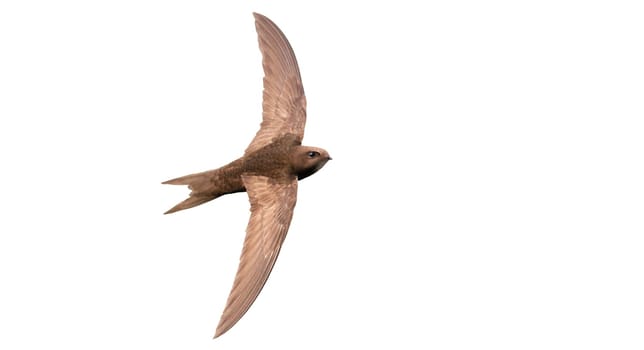 fast flight, bird in flight, swift, isolated, wild nature, graceful flight