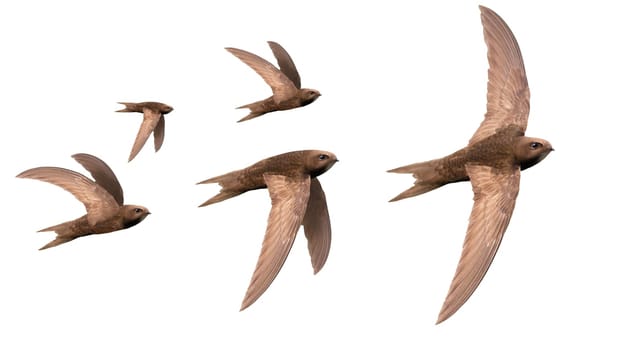 flock of swifts in flight isolated on white, wild nature, graceful flight