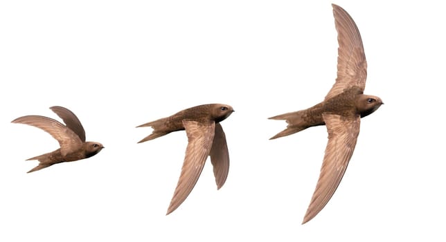 moments of bird flight, swift isolated on white, wild nature, graceful flight