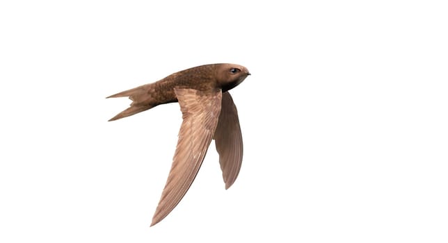 swift, bird in fast flight, isolated, wild nature, graceful flight