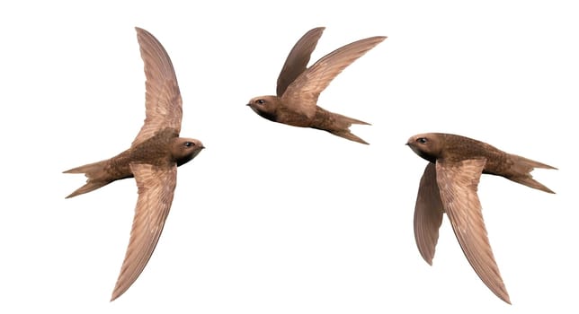 swifts in flight isolated on white background, wild nature, graceful flight