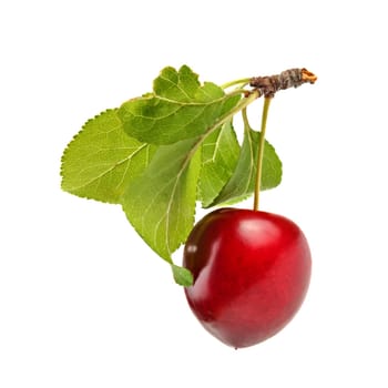 Red mirabele plum (Prunus domestica syriaca) with green leaf and stem isolated on white background