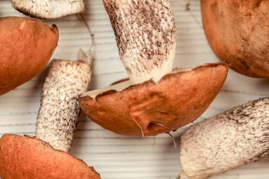 Freshly picked forest mushrooms ( Leccinum aurantiacum variety ) on white boards desk, ready to be cleaned, shallow depth of field photo, only stem in focus