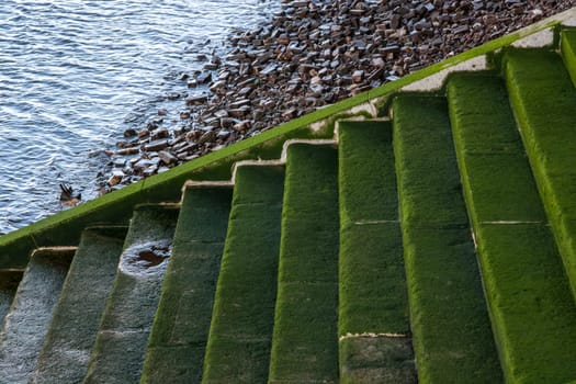 Stairs green from algae leading to river Thames in London