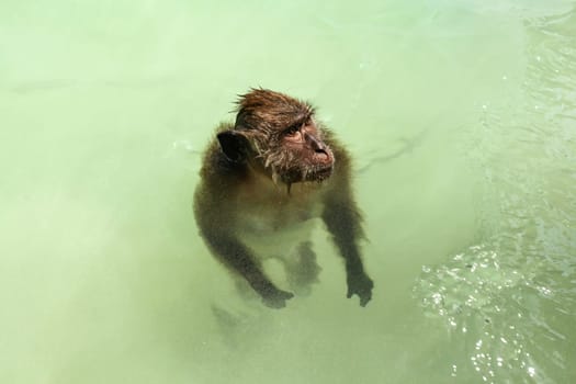 Crab-eating macaque monkey (Macaca fascicularis) standing in shallow sea water near beach. Koh Phi Phi, Thailand. 