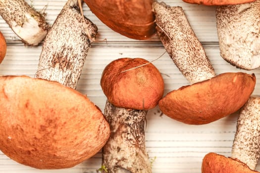 Freshly harvested forest mushrooms, red-capped scaber stalk variety (Leccinum aurantiacum / albostipitatum), on white desks, detailed flat lay view.