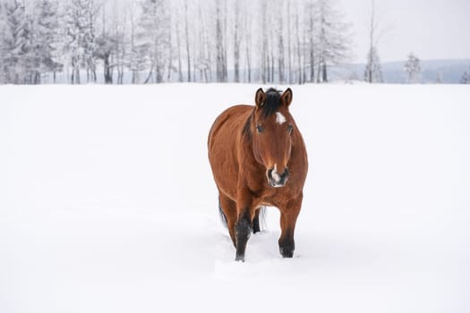 Brown horse on snow covered country, trees in background, overcast sky, view from front.