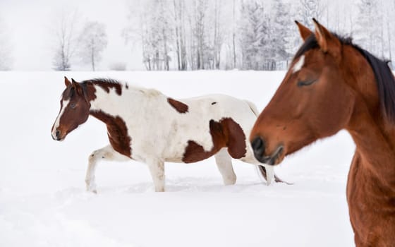 Two horses in a snow covered country, trees in background. Focus on white brown spotted on.