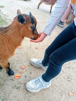 A little girl is feeding from hand with carrot a little goat on the farm . High quality photo. Mobile vertical photo. Quality family time on the farm with kids