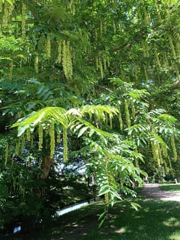 Green tree close up in the park the sun brightly shines. High quality photo. Mobile vertical photo.