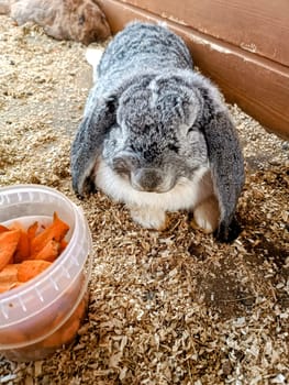 Fat grey rabbit bunny with carrot in the basket in a farm. High quality photo. Mobile photo. Instagram. Family time on a farm with kids