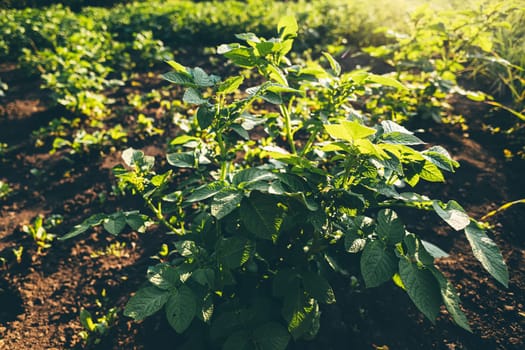 potato plantations grow in the field. vegetable rows. farming, agriculture. Landscape with agricultural land. crops