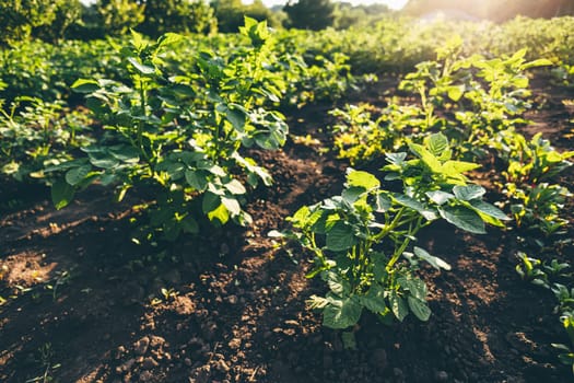 potato plantations grow in the field. vegetable rows. farming, agriculture. Landscape with agricultural land. crops