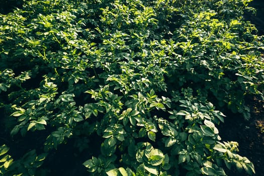 Potato crop green leaves fresh close-up top view macro wallpaper. Abstract concept of natural patterns