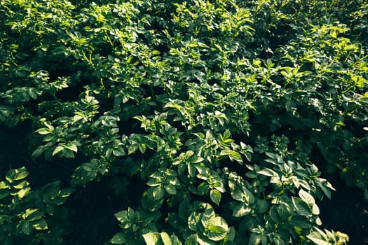 Potato crop green leaves fresh close-up top view macro wallpaper. Abstract concept of natural patterns