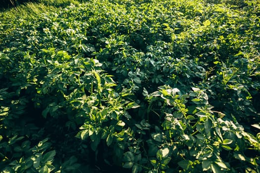 Potato crop green leaves fresh close-up top view macro wallpaper. Abstract concept of natural patterns