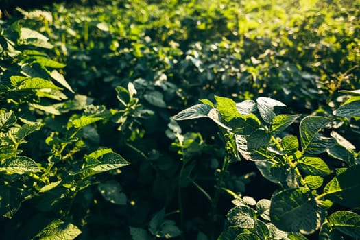 Potato crop green leaves fresh close-up top view macro wallpaper. Abstract concept of natural patterns