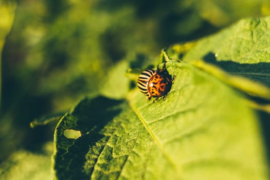 Colorado Potato Striped Beetle - Leptinotarsa Decemlineata Is A Serious Pest Of Potatoes plants