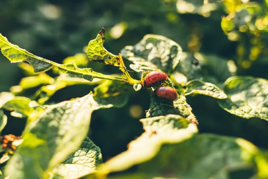 Colorado potato beetle or Leptinotarsa decemlineata larvae eating the foliage of potato plants. Selective focus.