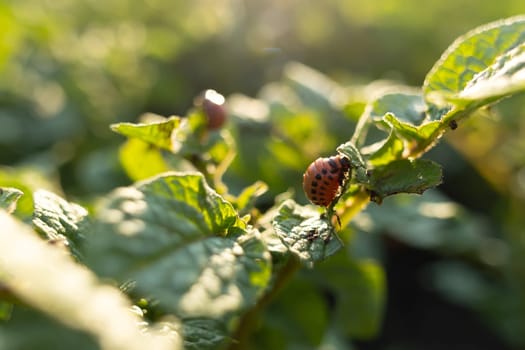 Colorado potato beetle or Leptinotarsa decemlineata larvae eating the foliage of potato plants. Selective focus.