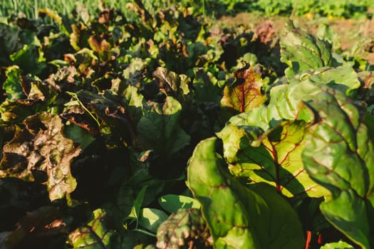 Beetroot seedlings in fertile soil on field, rows in perspective. Agriculture, cultivation.