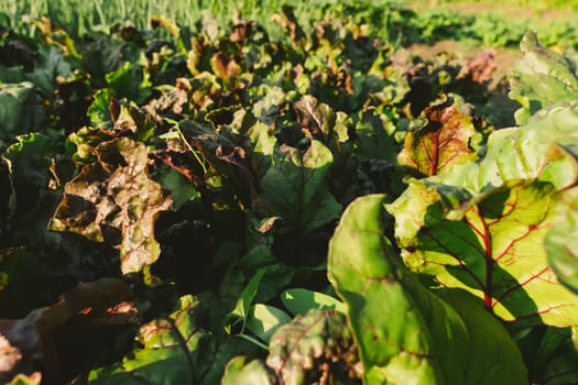 Beetroot seedlings in fertile soil on field, rows in perspective. Agriculture, cultivation.