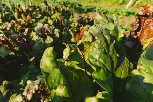 Beetroot seedlings in fertile soil on field, rows in perspective. Agriculture, cultivation.