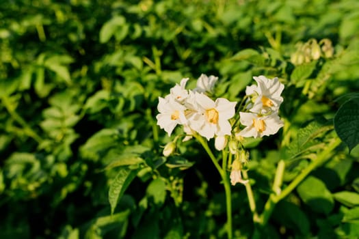Flowering potato. Potato flowers blossom in sunlight grow in plant. White blooming potato flower on farm field. Close up organic vegetable flowers blossom growth in garden. Not Genetically engineered.