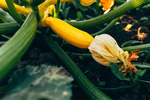 Small zucchinis in the home garden.