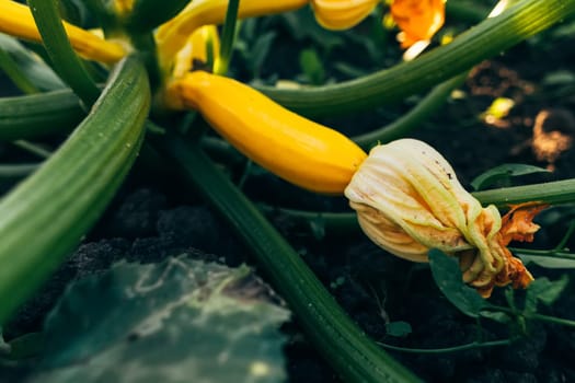 Small zucchinis in the home garden.
