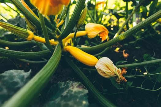 Small zucchinis in the home garden.