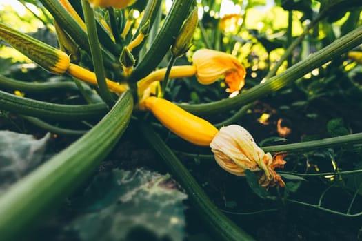 Small zucchinis in the home garden.