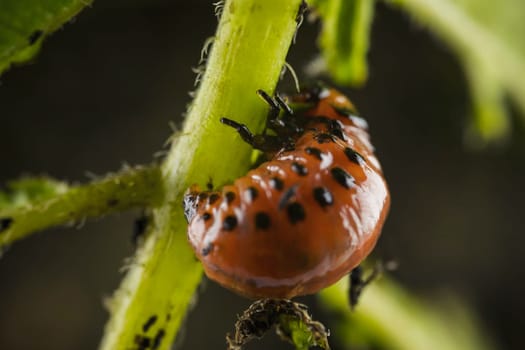 A ladybug is crawling on a green plant, highlighting interactions between arthropods, insects, terrestrial plants, and the role of pollinators in ecosystems