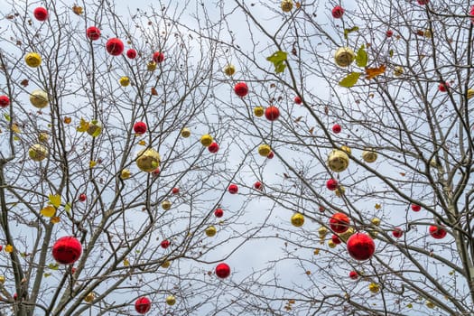 deciduous trees without leaves are decorated with Christmas balls. photo